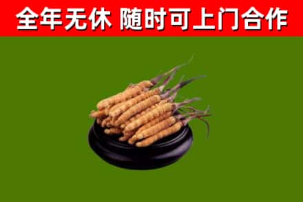 中山烟酒回收冬虫夏草.jpg