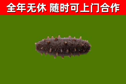 中山烟酒回收干海参.jpg